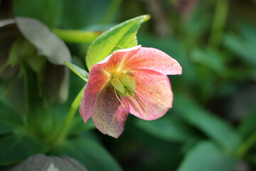 Helleborus niger, commonly called Christmas rose or black hellebore growing in the garden. Ornamental garden plant сloseup.