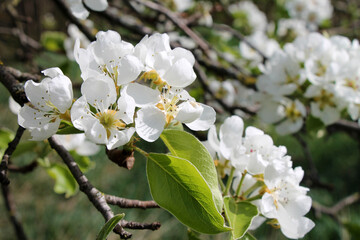 Close-up of a branch of a white apple tree in bloom in a garden.