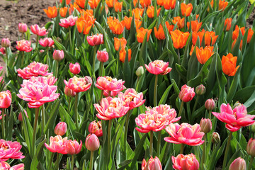 Blooming field of tulips of different varieties closeup.