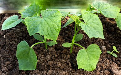 Sprout of a cucumber. Cucumber seedling.