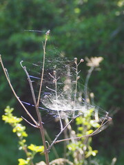 Spider web