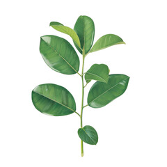 Fototapeta premium A vibrant branch with lush green leaves showcasing natural beauty.
