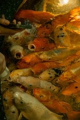 fish in the aquarium