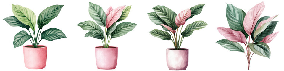 Obraz premium Vibrant Calathea Plant in Watercolor Rendering for Home and Office Decor