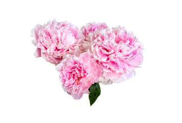 Garden  peony flowers.