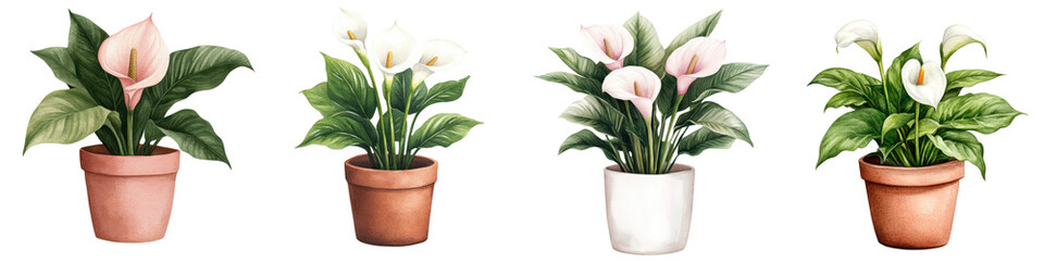 Fototapeta premium Elegant Calla Lily Houseplant in Terracotta Pot Serene Botanical
