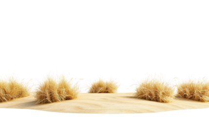 Golden grass tufts on a sandy landscape under a clear blue sky.