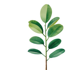 Fototapeta premium Lush green plant with broad leaves for enhancing interior decor.