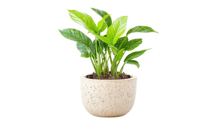 Fototapeta premium Vibrant green plant in a stylish pot for modern decor.