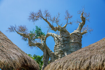 A large baobab tree with a thick, gnarled trunk and sparse branches reaching out