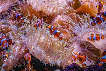 A vibrant underwater scene featuring several clownfish swimming among sea anemones