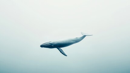 A solitary blue whale swims against a backdrop of pure white.