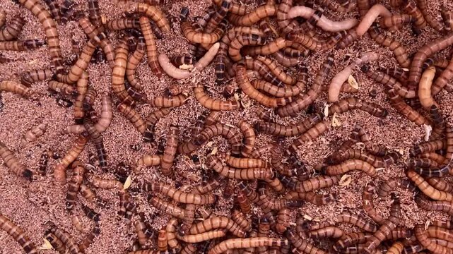 video close-up of many mealworm larvae in sawdust on a farm
