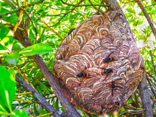 Nid de frelons asiatiques et frelons.