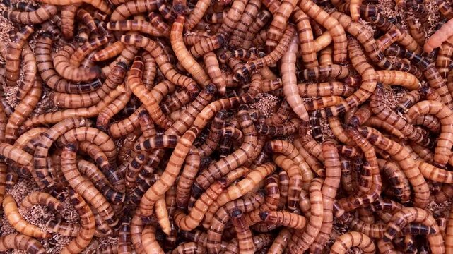 video close-up of many mealworm larvae in sawdust on a farm