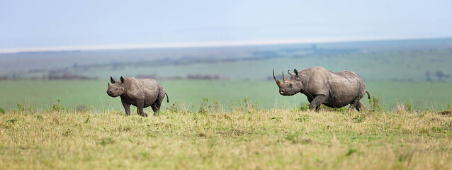 Rhinoceros mother with a calf in the Mara Simba Hills, Masai Mara, Kenya
