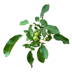 A branch with green leaves and fruits of Juglans regia isolated from the background