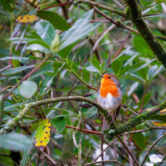 robin on a branch