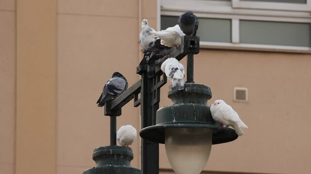Grupo de palomas acicalandose sobre farola de alumbrado en la ciudad, Alcoy, Espa&ntilde;a