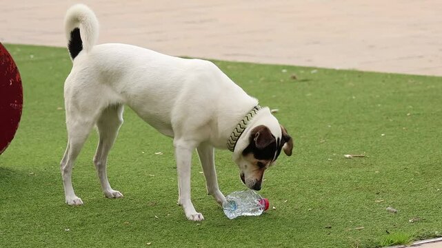 Perro ratonero bodeguero hembra juega en el parque con una botella de agua, Alcoy, Espa&ntilde;a