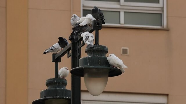 Grupo de palomas en farola de alumbrado en la ciudad y una sale volando, Alcoy, Espa&ntilde;a