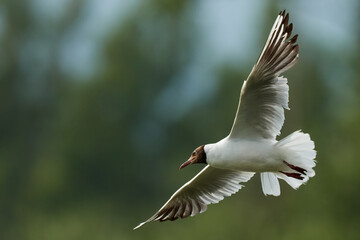 Black headed gull, Chroicocephalus ridibundus in fast flight. Flying with spread wings. Side view, close up