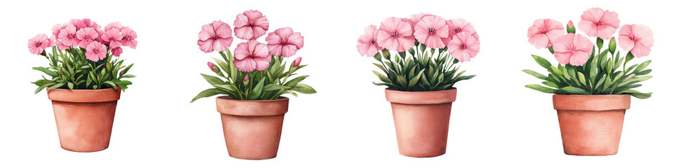 Fototapeta premium Vibrant Pink Dianthus Carnation Flowers Blooming in Rustic Terracotta Pot