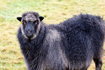 Fototapeta premium The Faroese sheep, a type of Northern European short-tailed sheep, is a small and hardy breed