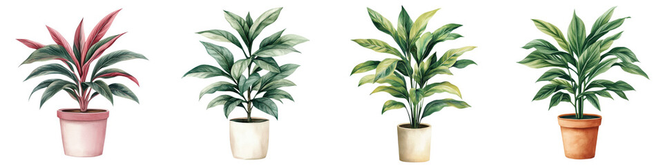 Fototapeta premium Dracaena Houseplants in Various Pots for Home and Office Decor