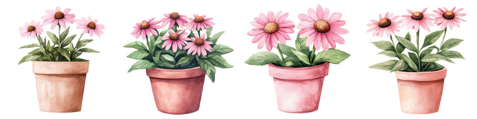 Fototapeta premium Vibrant Echinacea Flowers in Rustic Terracotta Pot with Watercolor Backdrop