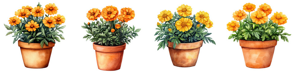 Fototapeta premium Vibrant French Marigold Flowers Blooming in Terracotta Pot with Lush Foliage