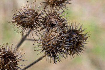 The fruits of Arctium lappa greater burdock, close-up of a plant with pointed spines in sunlight
