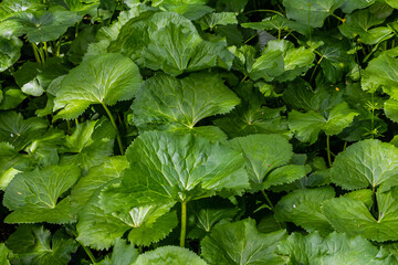 Leaves, ground and closeup of nature plant in countryside environment in woods for ecosystem, park or forest. Petasites, leaf and bushes in Thailand location for sustainability, ecology or greenery