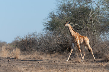 A young South African giraffe emerging from the tree line to cross the open road.
