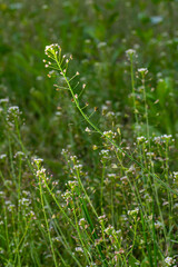 Capsella bursa-pastoris, known as shepherd's bag. Widespread and common weed in agricultural and garden crops. Medicinal plant in natural environment