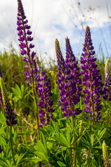 Lupinus, lupin, lupine field with pink purple and blue flowers