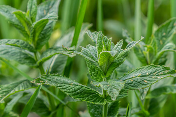 Mentha, also known as mint, used as a spice for tea and flavoring of food and other drinks