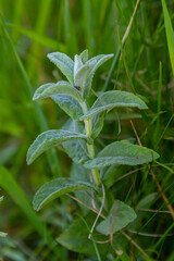 Mentha, also known as mint, used as a spice for tea and flavoring of food and other drinks