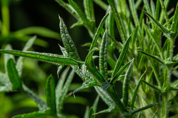 New leaves of Cirsium vulgare on on the river bank