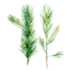 A watercolor drawing of a set of pine needles, isolated on a white background. Pine needles vector.