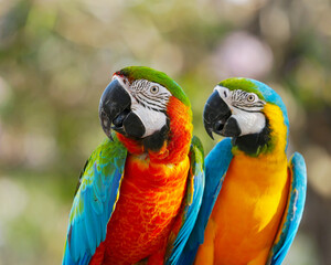 blue and yellow macaw,harlequin macaw standing on aluminium rod.