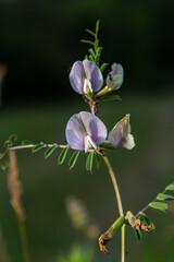 Flower of the Vicia sativa or vetch flower or garden vetch red flower or flower of the tare or simply vetch