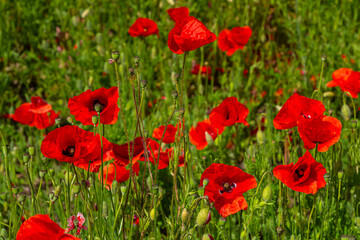 Papaver rhoeas or common poppy, red poppy is an annual herbaceous flowering plant in the poppy family, Papaveraceae, with red petals
