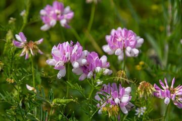 the flowers of Securigera varia - crownvetch, purple crown vetch