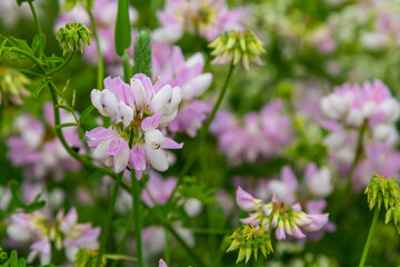 the flowers of Securigera varia - crownvetch, purple crown vetch