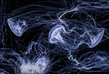 Sea jellyfish with long tentacles
