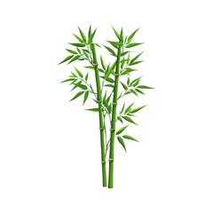 Obraz premium Green Bamboo Stalks Illustration