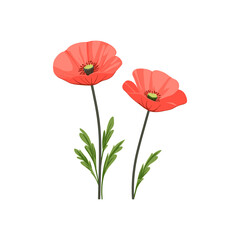 Red Poppy Flowers Illustration