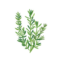 Fototapeta premium Herbs Plant Vector Design