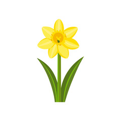 Fototapeta premium Bright Yellow Daffodil Vector Illustration for Spring Projects